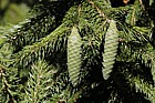 Picea chihuahuana Chihuahua spruce