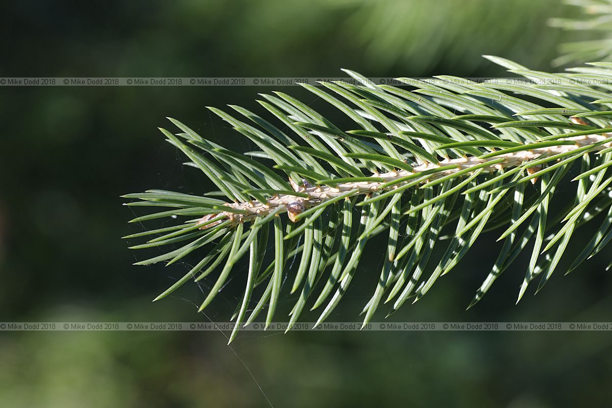 Picea chihuahuana Chihuahua spruce