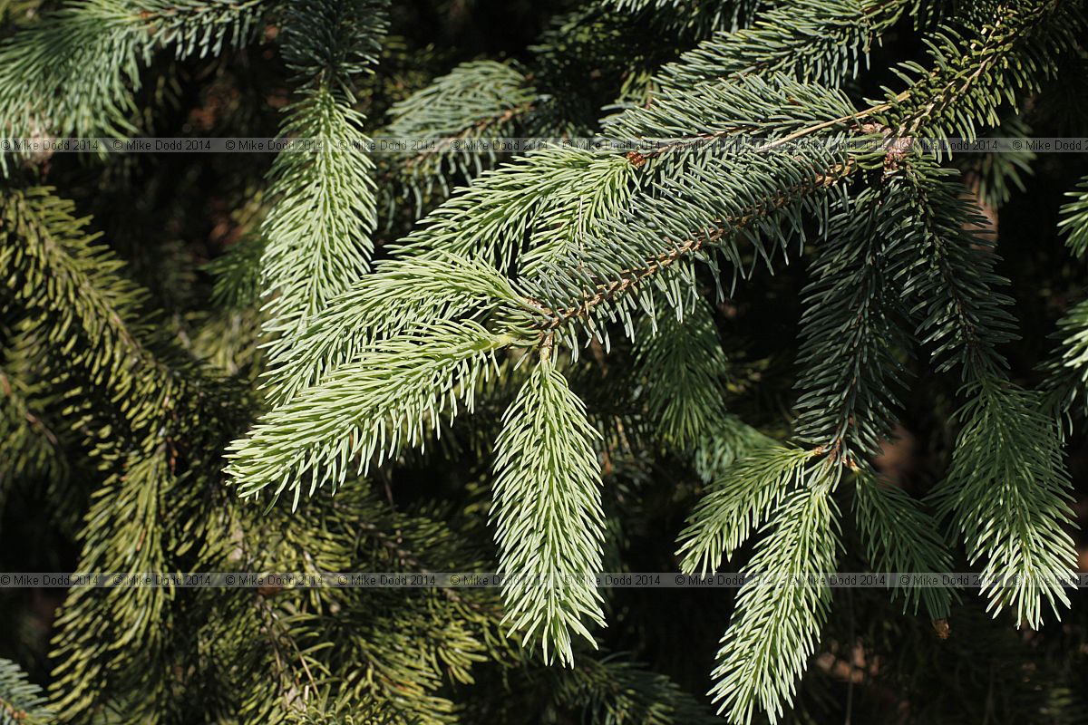 Picea crassifolia