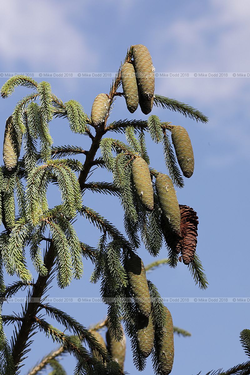 Picea farreri Farrer's spruce