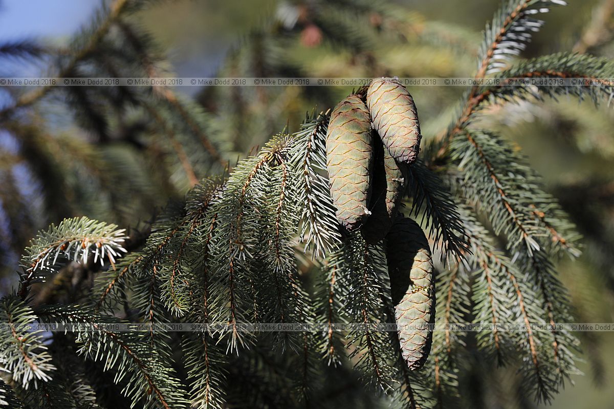 Picea farreri Farrer's spruce