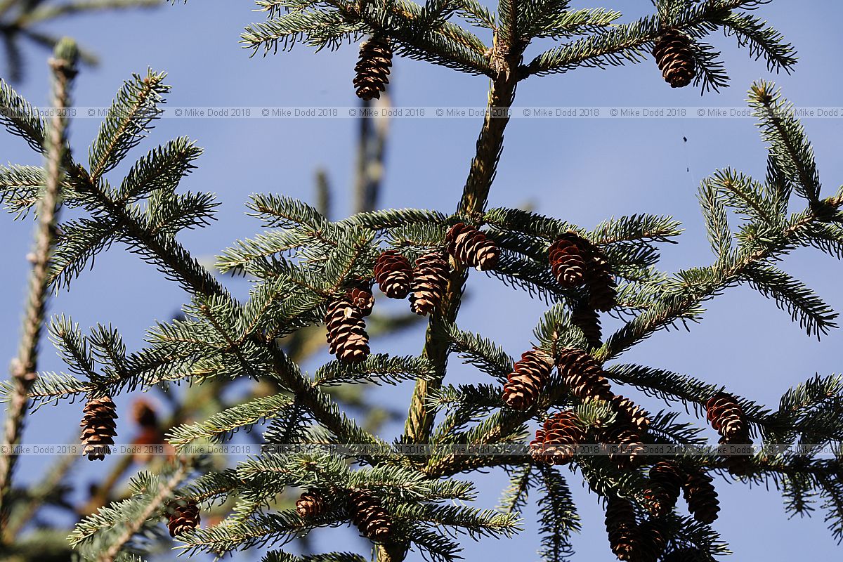 Picea glauca White spruce