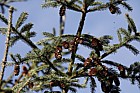 Picea glauca White spruce