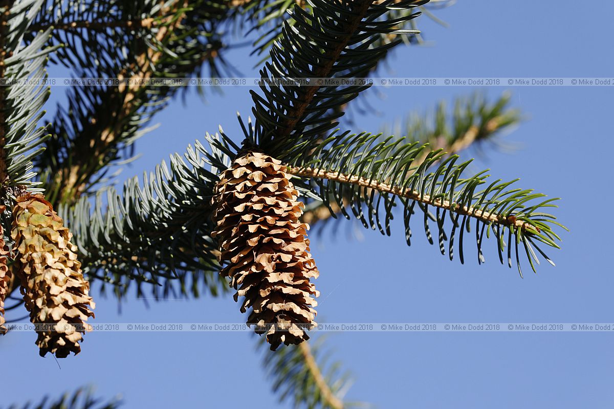 Picea glehnii Glehn's spruce