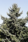 Picea jezoensis subsp. hondoensis