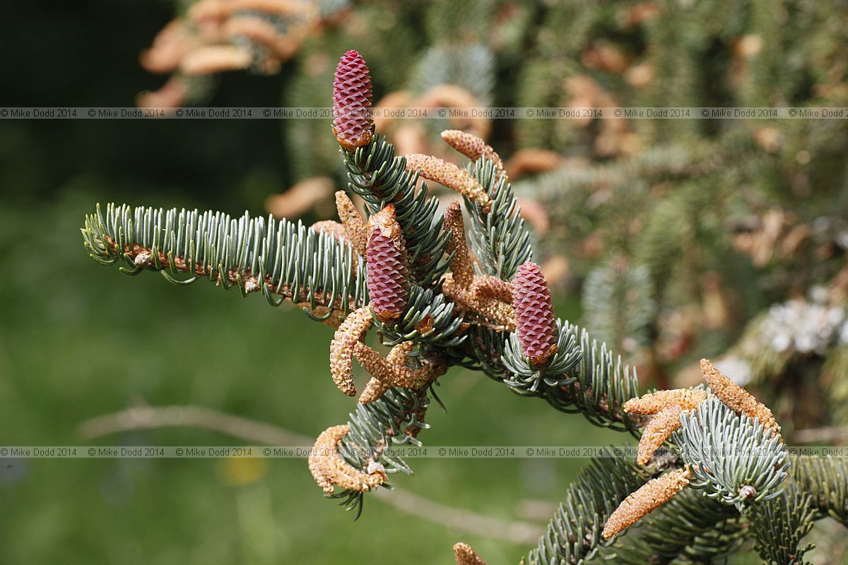Picea koyamae Koyama spruce