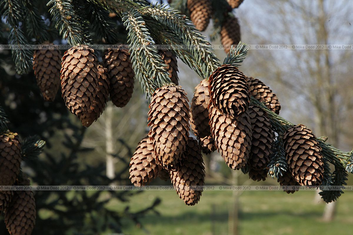 Picea likiangensis subsp balfouriana