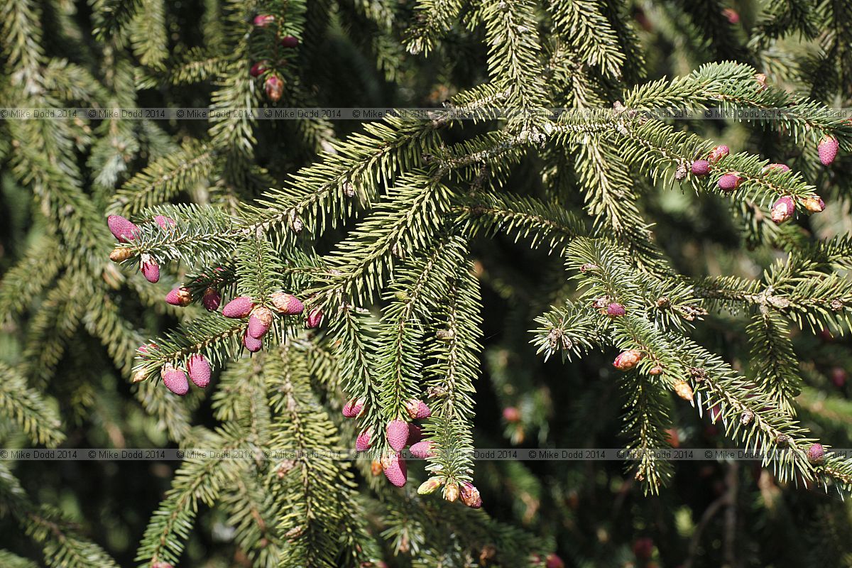 Picea likiangensis Lijiang spruce