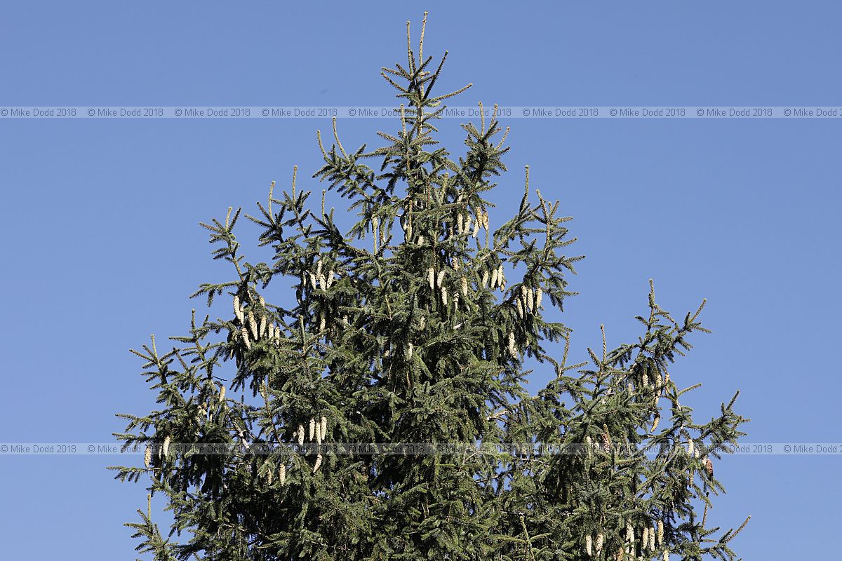 Picea likiangensis var. hirtella