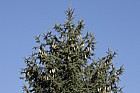Picea likiangensis var. hirtella