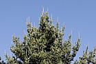 Picea maximowiczii Japanese bush spruce