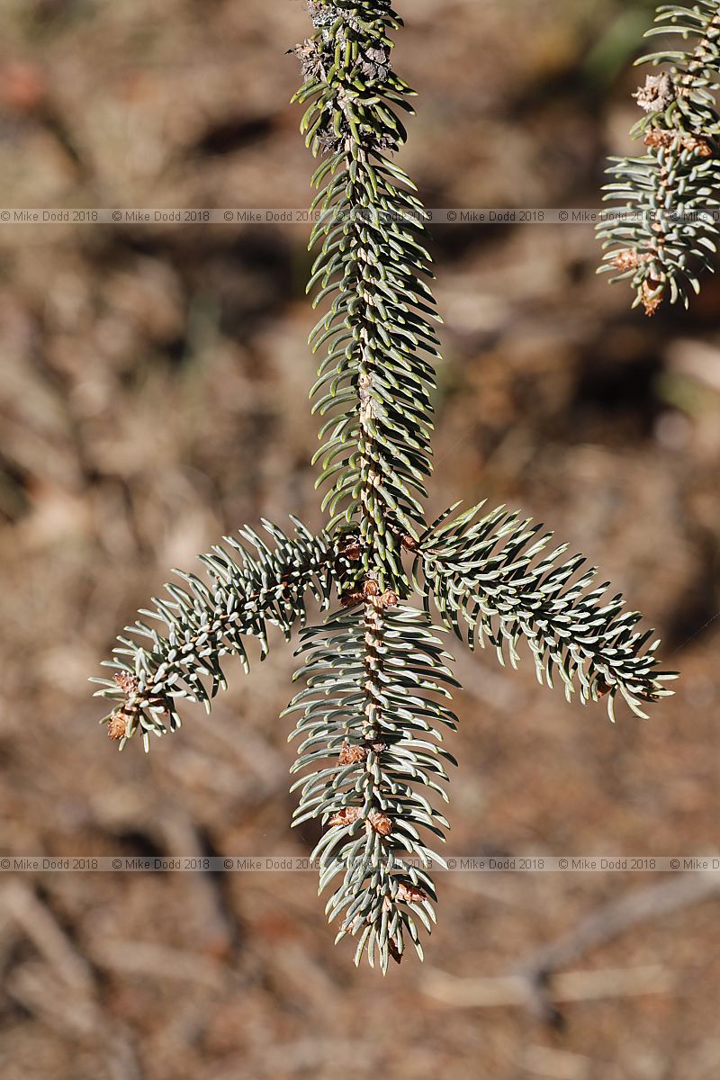 Picea meyeri