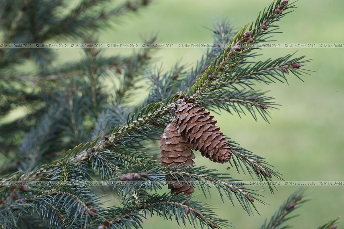 Picea morrisonicola Taiwan Spruce