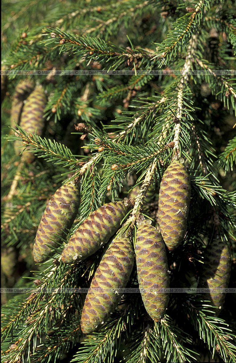 Picea morrisonicola