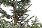 Picea omorika Serbian Spruce (?)