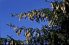 Picea orientalis Caucasian spruce