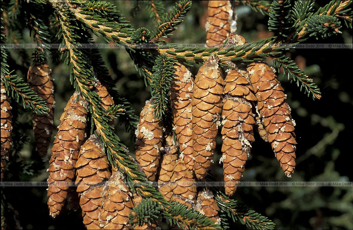 Picea orientalis Caucasian spruce