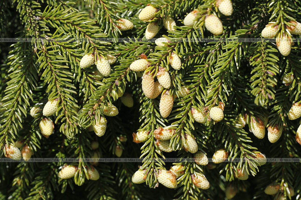 Picea orientalis Caucasian spruce