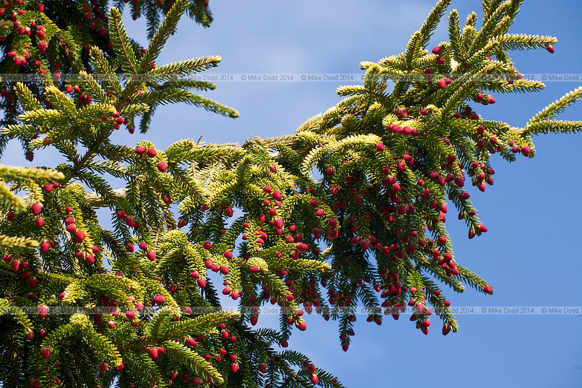 Picea orientalis 'Skylands'