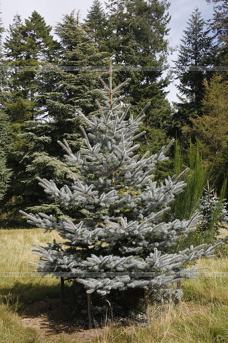 Picea pungens 'Edith' Colorado Spruce cv