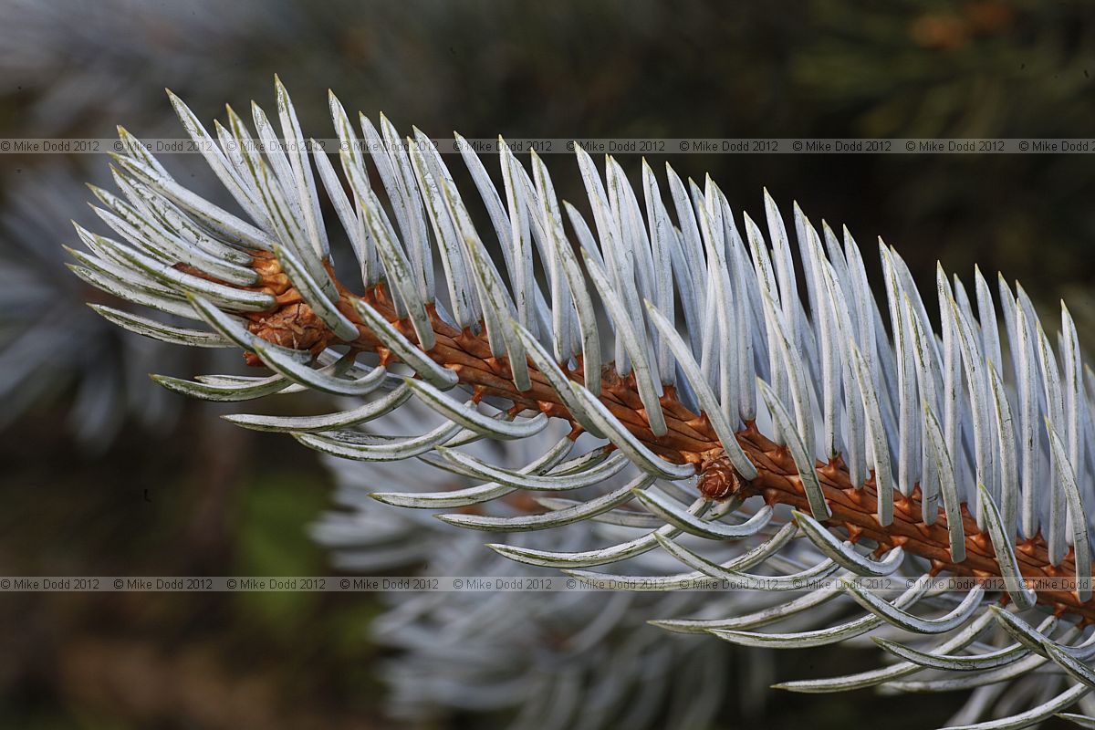 Picea pungens 'Hoopseii' Colorado Blue Spruce