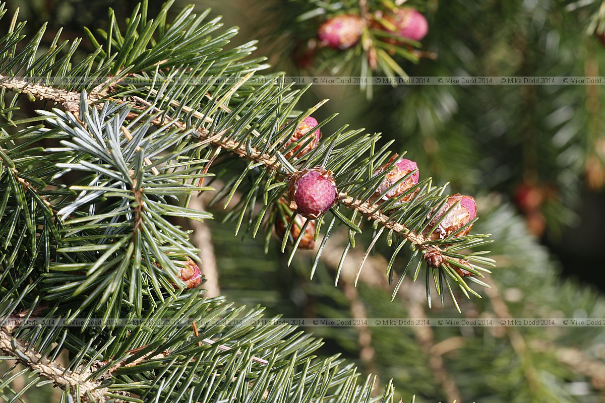 Picea sitchensis Sitka spruce