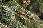 Picea sitchensis Sitka spruce