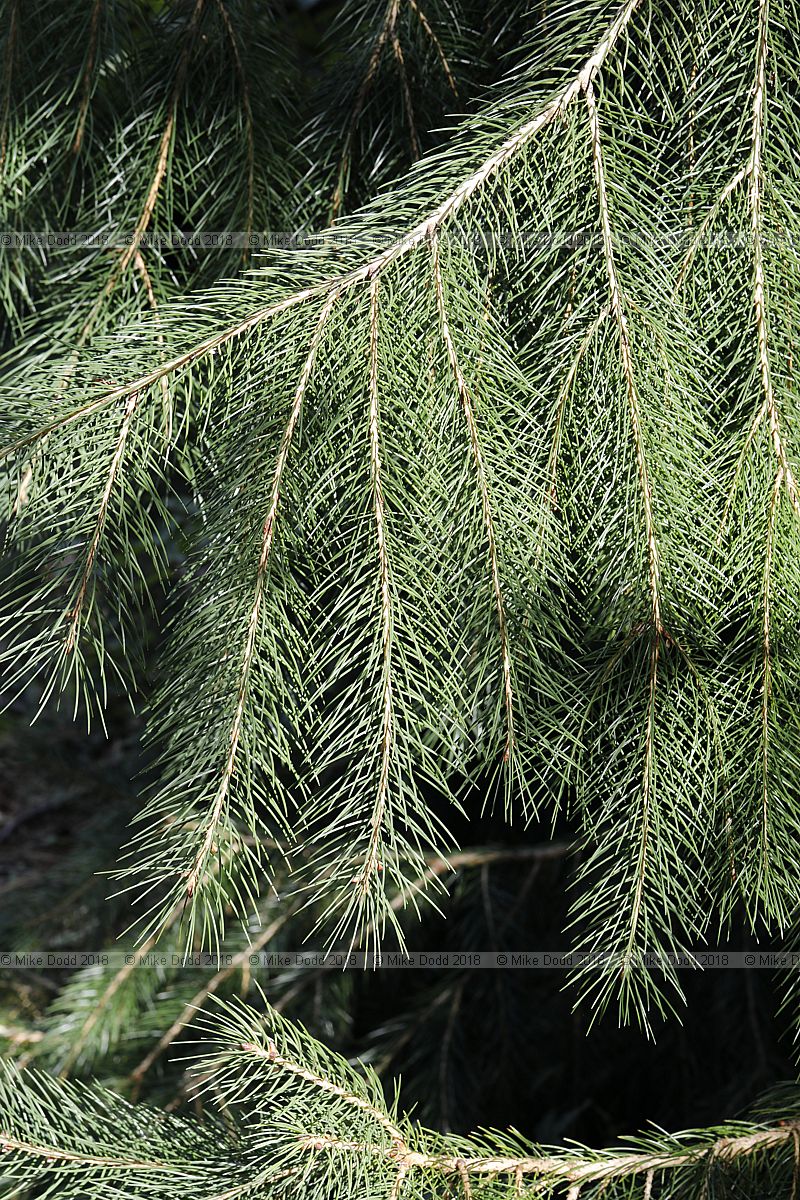 Picea smithiana West Himalayan spruce