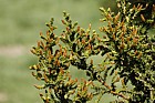 Pilerodendron uviferum