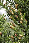 Pilgerodendron uviferum