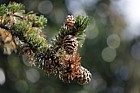 Pinus aristata Rocky Mountain bristlecone pine