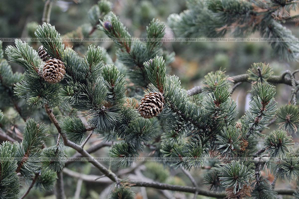 Pinus aristata Rocky Mountain bristlecone pine