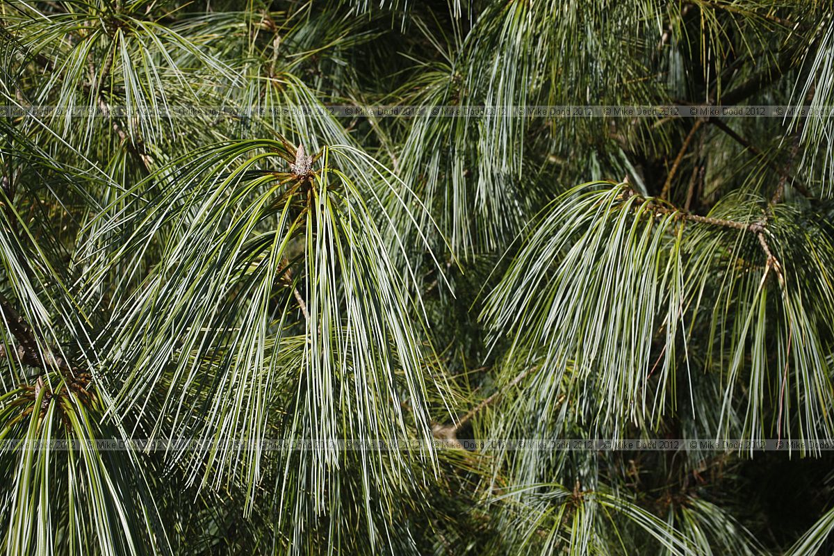 Pinus armandii var armandii Armands Pine