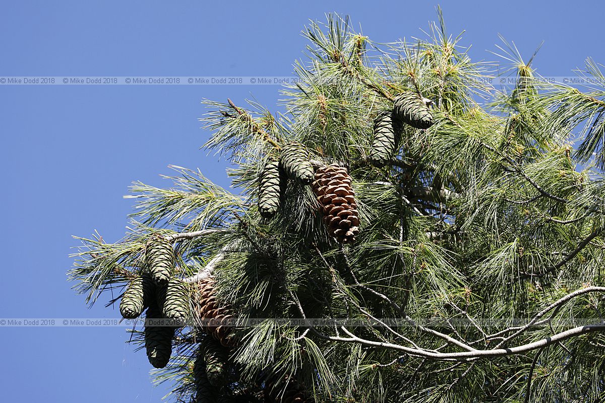 Pinus armandii Chinese white pine