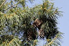 Pinus armandii Chinese white pine