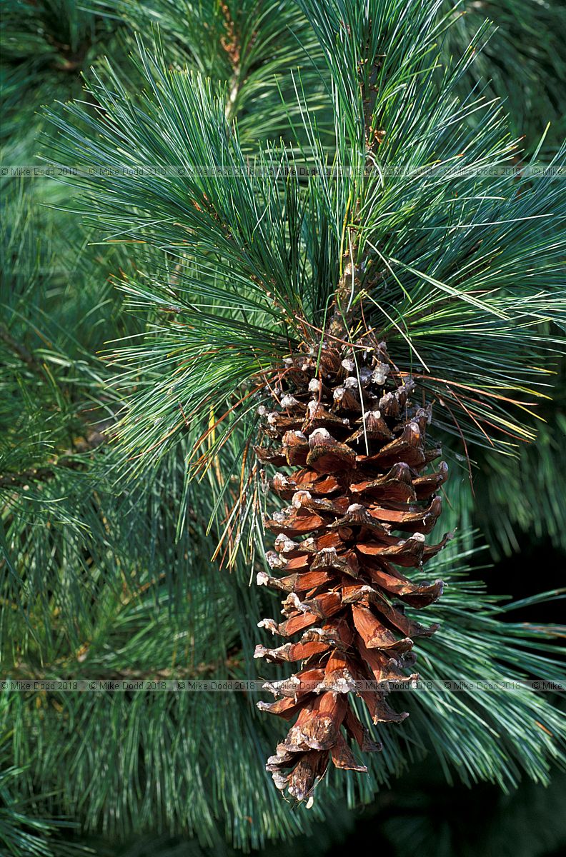 Pinus ayacahuite Mexican White Pine