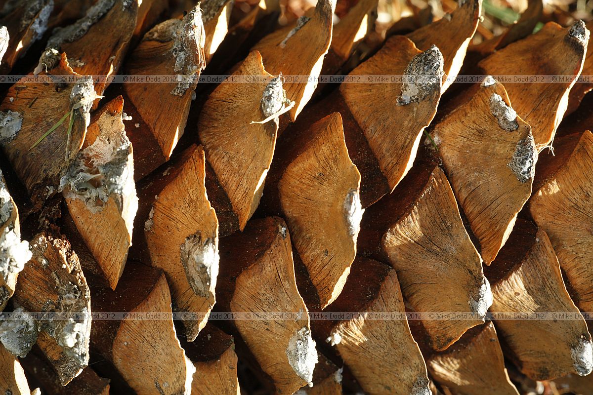 Pinus ayacahuite Mexican White Pine