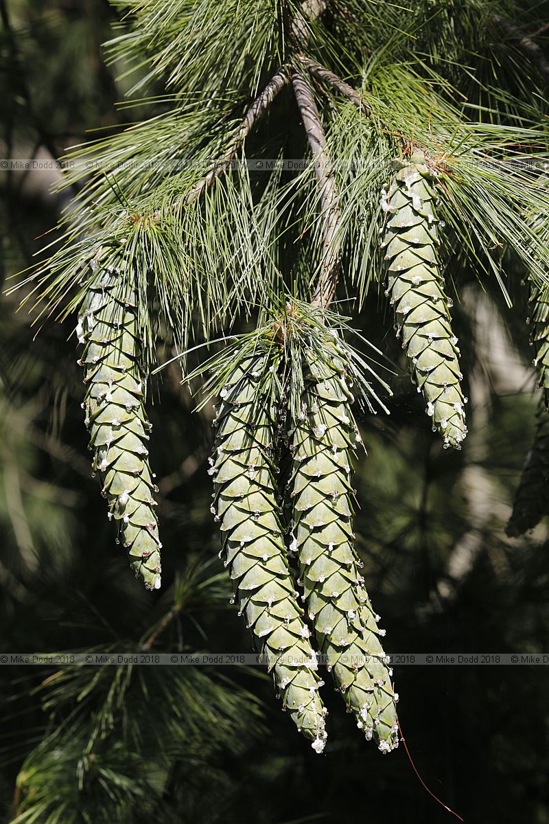 Pinus ayacahuite Mexican white pine