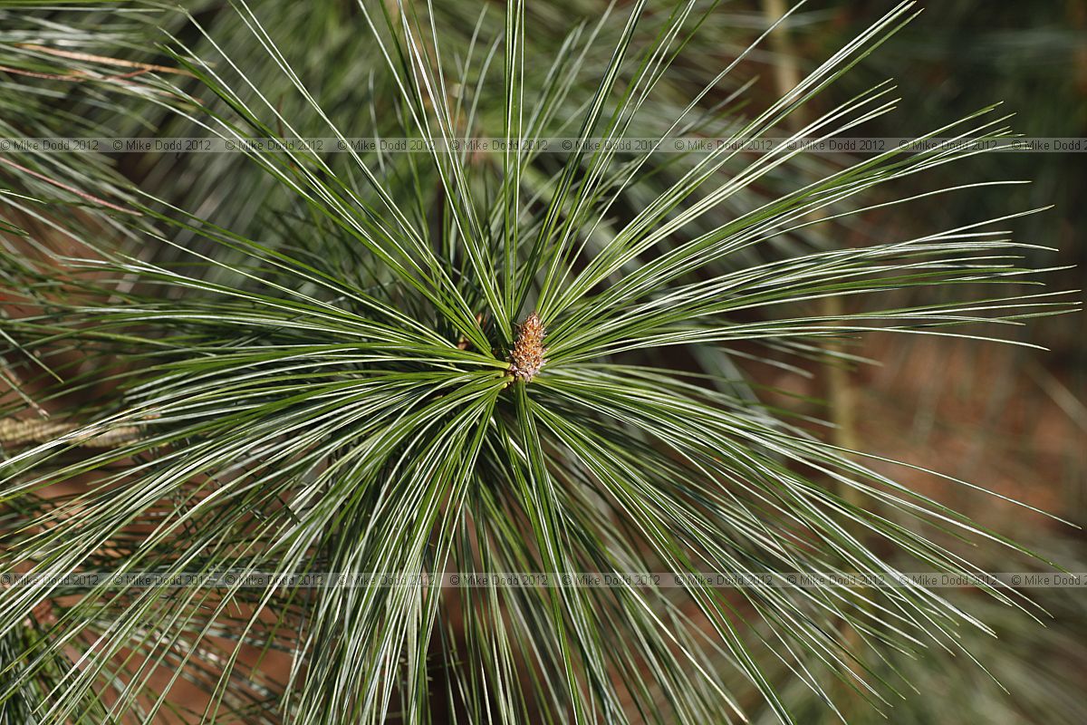 Pinus ayacahuite Mexican White Pine
