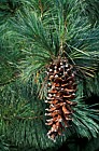 Pinus ayacahuite Mexican White Pine