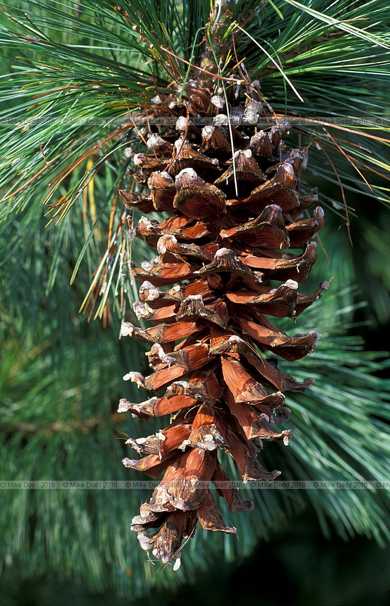 Pinus ayacahuite Mexican White Pine
