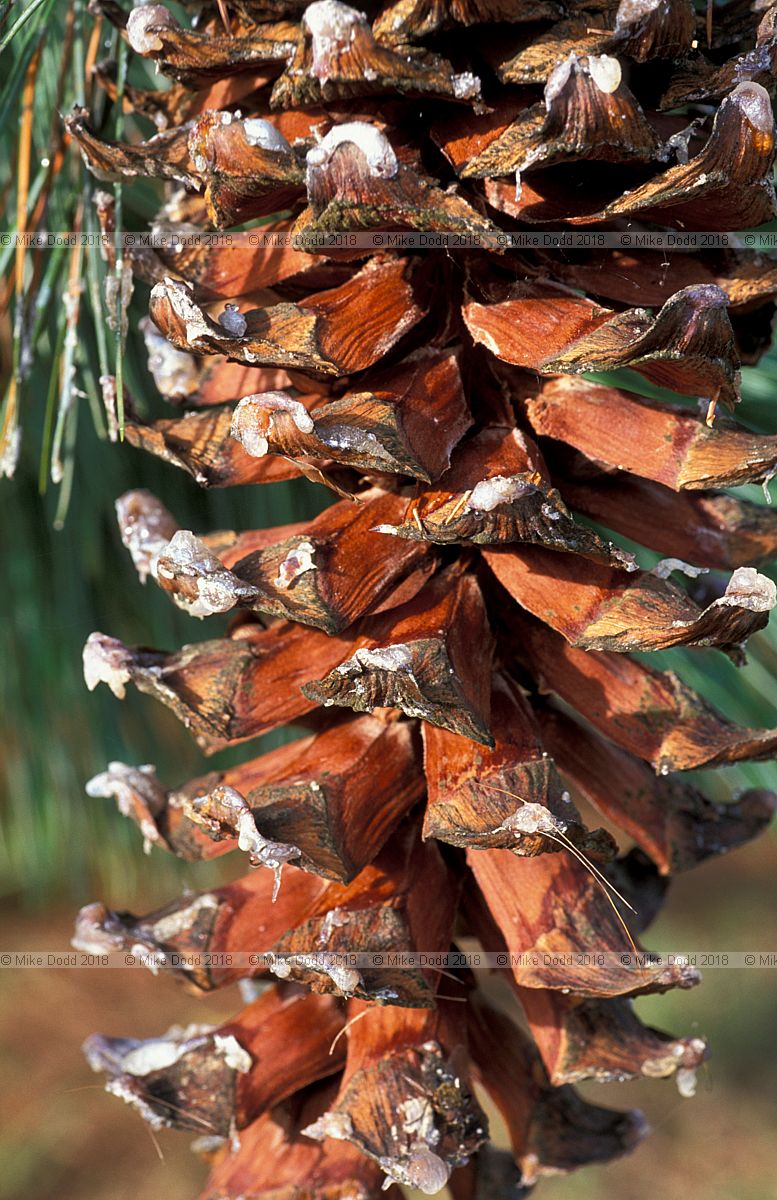 Pinus ayacahuite Mexican White Pine