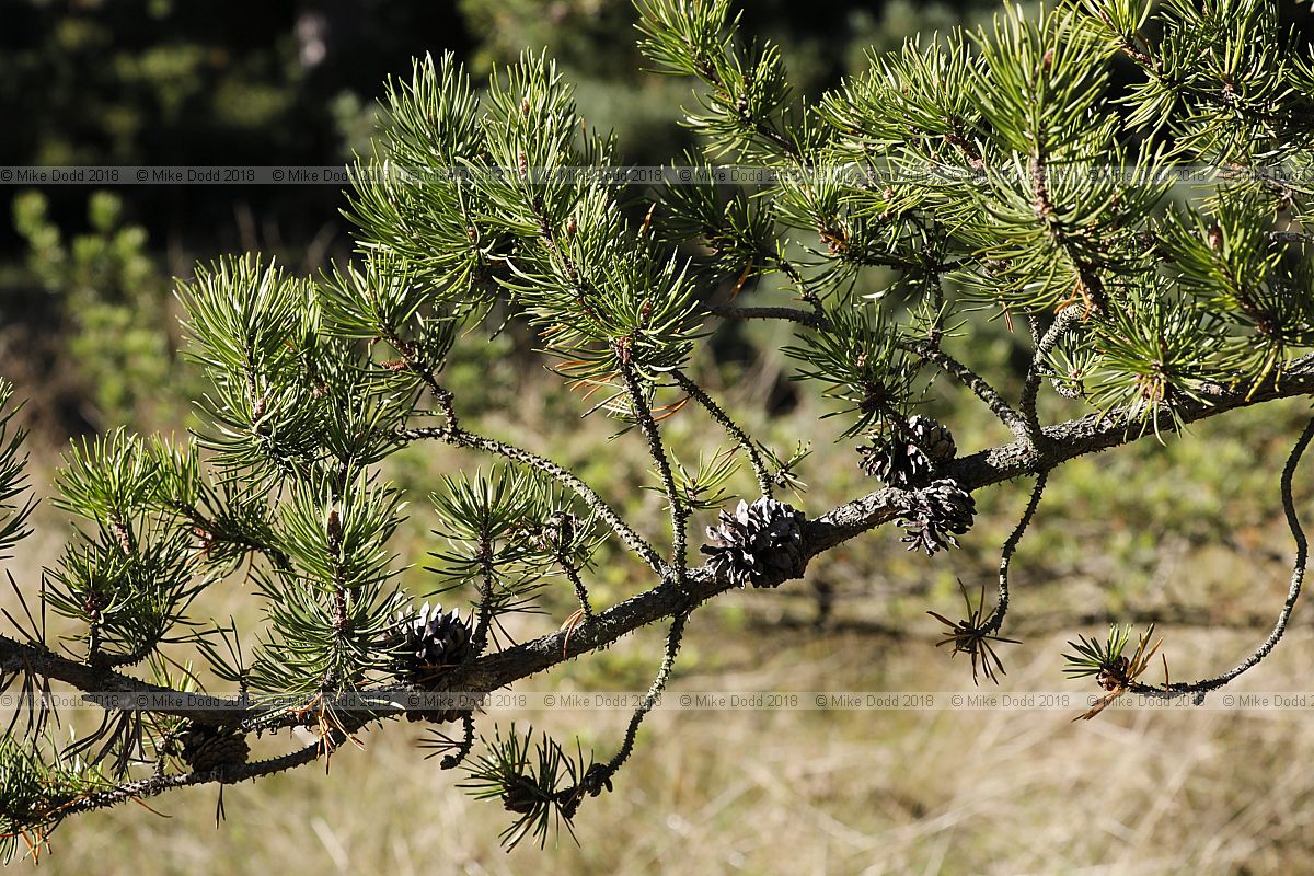 Pinus banksiana Jack pine