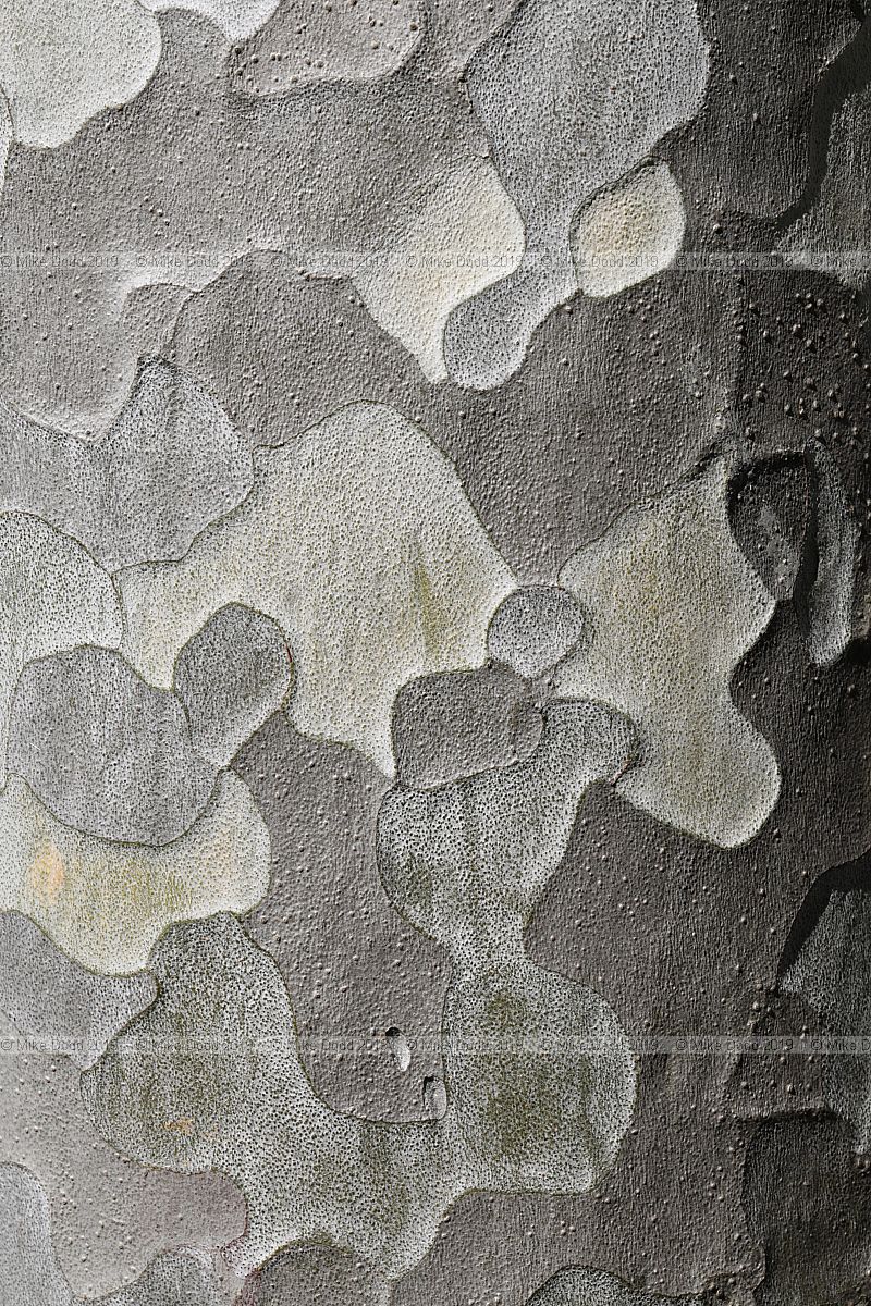 Pinus bungeana Lacebark pine