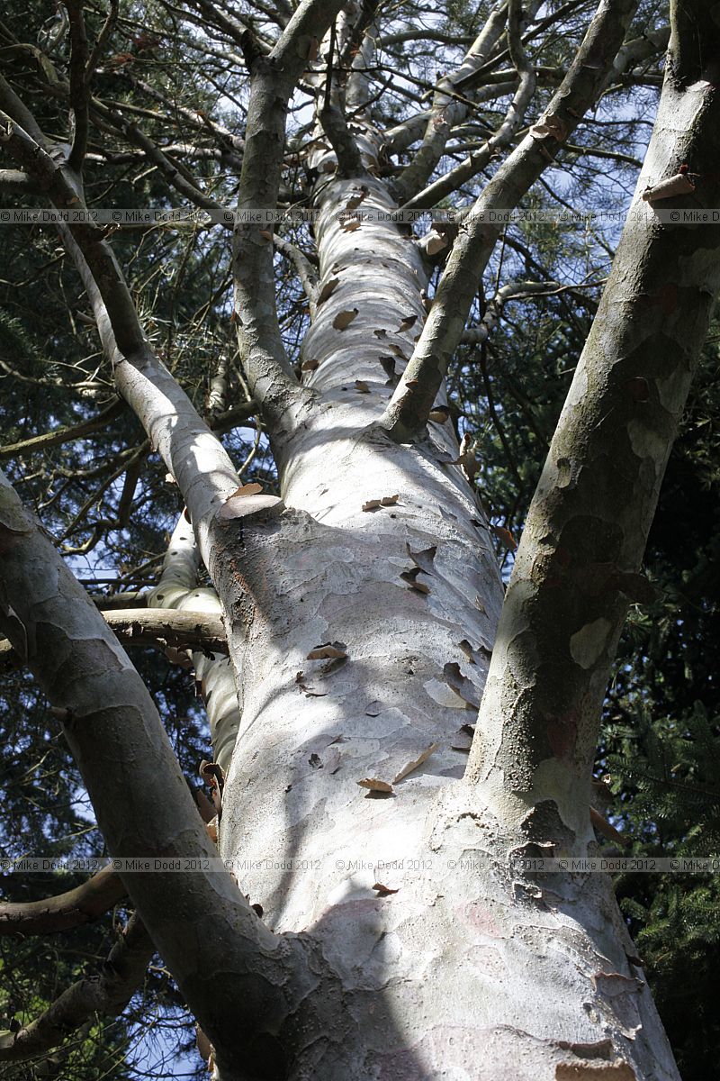 Pinus bungeana Lacebark Pine