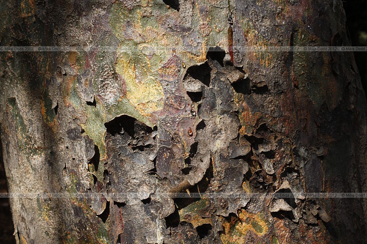 Pinus bungeana Lacebark Pine