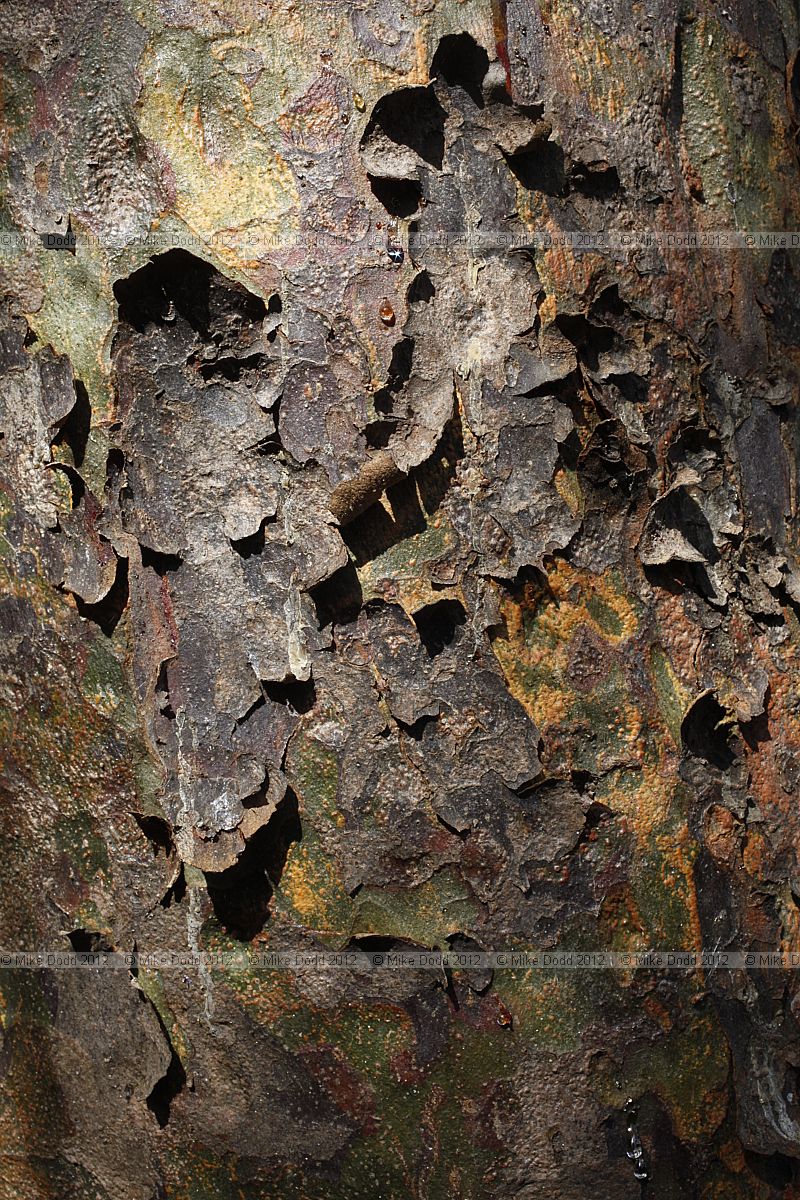 Pinus bungeana Lacebark Pine