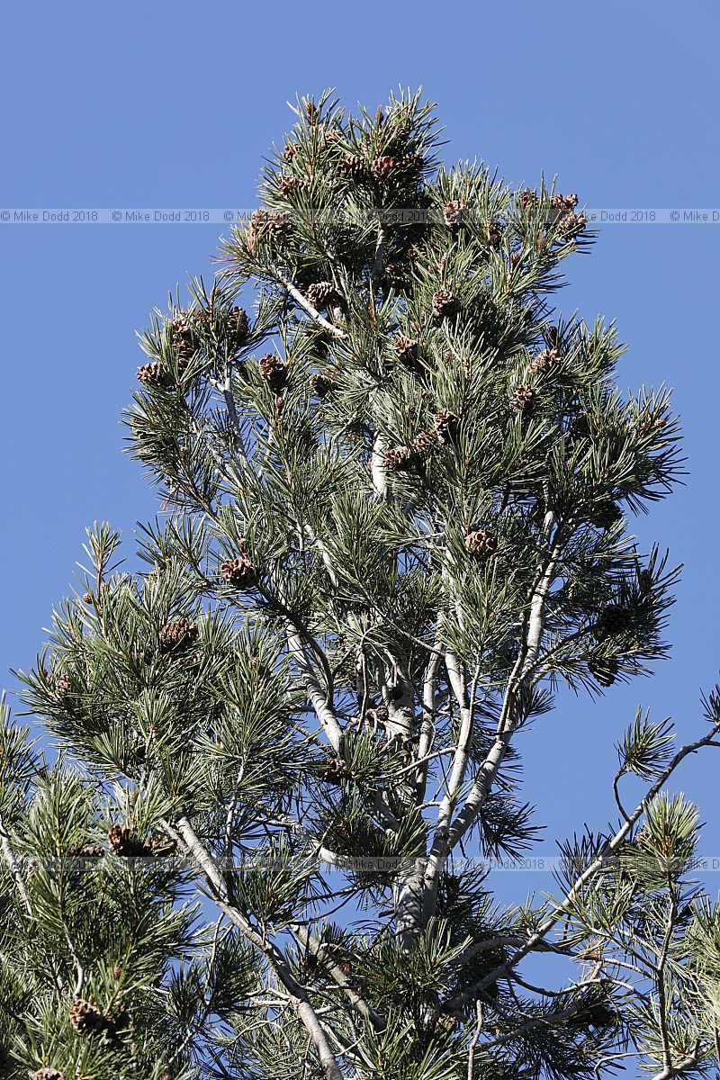 Pinus bungeana Lacebark pine