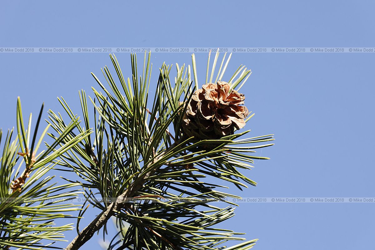 Pinus bungeana Lacebark pine
