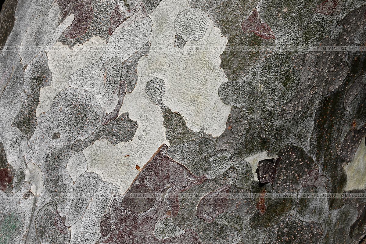 Pinus bungeana Lacebark pine